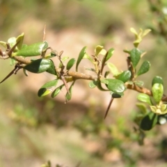 Bursaria spinosa at Kambah, ACT - 27 Dec 2017