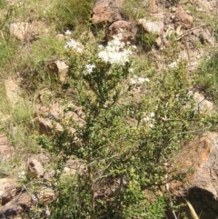 Bursaria spinosa at Kambah, ACT - 27 Dec 2017