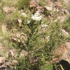 Bursaria spinosa at Kambah, ACT - 27 Dec 2017 12:00 AM