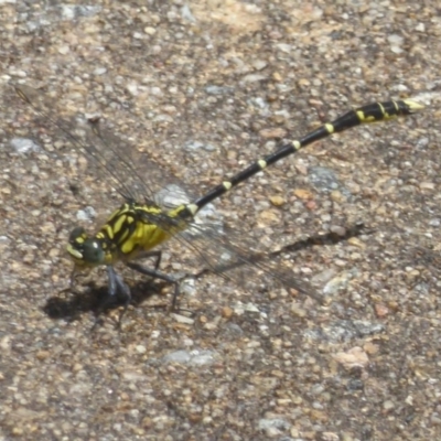 Hemigomphus gouldii (Southern Vicetail) at Paddys River, ACT - 27 Dec 2017 by Christine