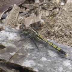 Orthetrum caledonicum (Blue Skimmer) at Paddys River, ACT - 27 Dec 2017 by Christine