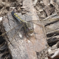 Orthetrum caledonicum at Paddys River, ACT - 27 Dec 2017