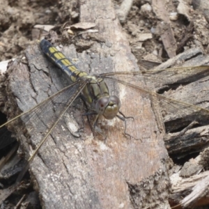 Orthetrum caledonicum at Paddys River, ACT - 27 Dec 2017