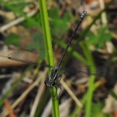 Austroargiolestes icteromelas (Common Flatwing) at Paddys River, ACT - 27 Dec 2017 by JohnBundock