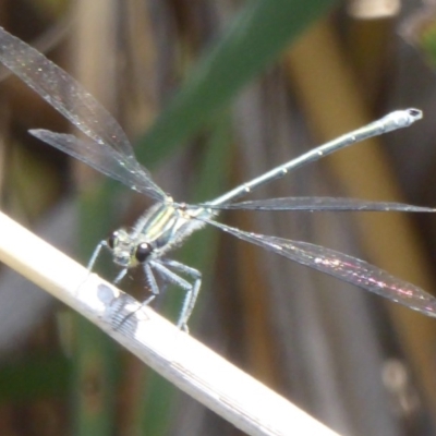 Austroargiolestes icteromelas (Common Flatwing) at Paddys River, ACT - 27 Dec 2017 by Christine