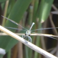 Austroargiolestes icteromelas at Paddys River, ACT - 27 Dec 2017 12:00 AM