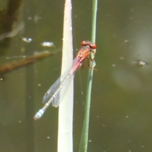 Xanthagrion erythroneurum at Paddys River, ACT - 27 Dec 2017 12:00 AM