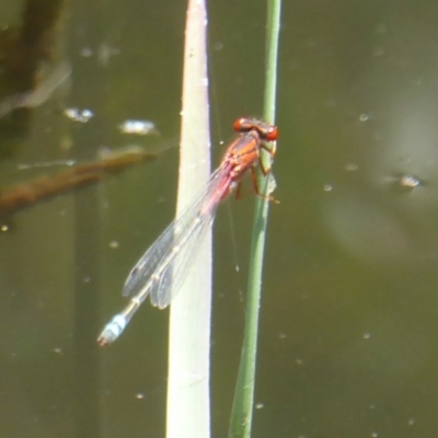 Xanthagrion erythroneurum (Red & Blue Damsel) at Paddys River, ACT - 26 Dec 2017 by Christine