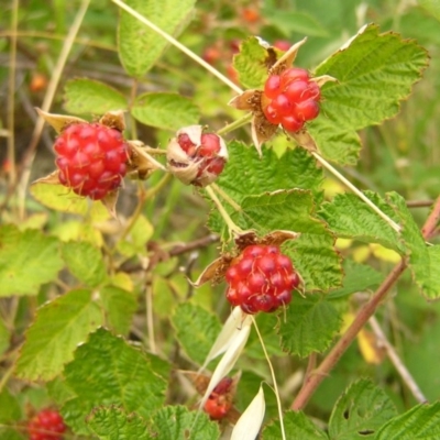 Rubus parvifolius (Native Raspberry) at Point Hut to Tharwa - 28 Dec 2017 by MatthewFrawley