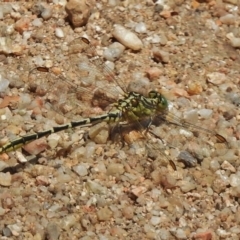 Austrogomphus guerini (Yellow-striped Hunter) at Paddys River, ACT - 27 Dec 2017 by JohnBundock