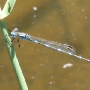 Austrolestes leda at Paddys River, ACT - 27 Dec 2017