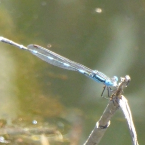 Austrolestes leda at Paddys River, ACT - 27 Dec 2017 12:00 AM