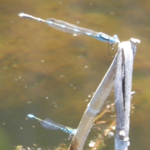 Austrolestes leda at Paddys River, ACT - 27 Dec 2017 12:00 AM