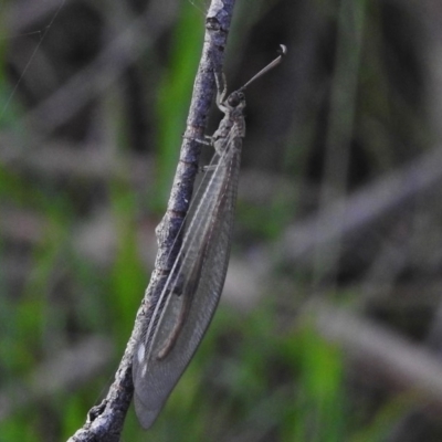 Myrmeleontidae (family) (Unidentified Antlion Lacewing) at Greenway, ACT - 27 Dec 2017 by JohnBundock