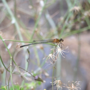 Nososticta solida at Point Hut to Tharwa - 28 Dec 2017