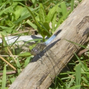 Orthetrum caledonicum at Paddys River, ACT - 27 Dec 2017