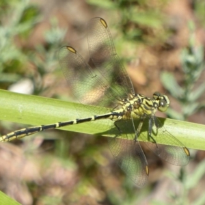 Austrogomphus guerini at Paddys River, ACT - 27 Dec 2017