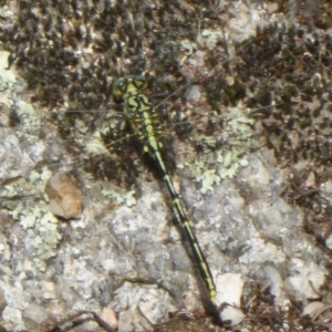 Austrogomphus guerini at Paddys River, ACT - 27 Dec 2017