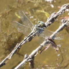 Austrogomphus guerini (Yellow-striped Hunter) at Paddys River, ACT - 27 Dec 2017 by Christine