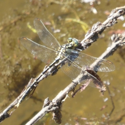 Austrogomphus guerini (Yellow-striped Hunter) at Paddys River, ACT - 26 Dec 2017 by Christine