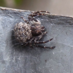 Cymbacha ocellata (Crab spider) at Flynn, ACT - 28 Dec 2017 by Christine