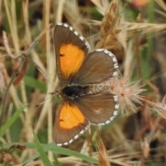 Lucia limbaria (Chequered Copper) at Greenway, ACT - 27 Dec 2017 by JohnBundock