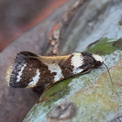 Isomoralla eriscota (A concealer moth) at Wandiyali-Environa Conservation Area - 24 Dec 2017 by Wandiyali