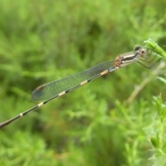 Austrolestes leda (Wandering Ringtail) at Flynn, ACT - 28 Dec 2017 by Christine