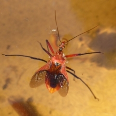 Gminatus australis (Orange assassin bug) at Flynn, ACT - 29 Dec 2017 by Christine