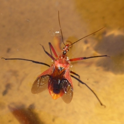 Gminatus australis (Orange assassin bug) at Flynn, ACT - 30 Dec 2017 by Christine