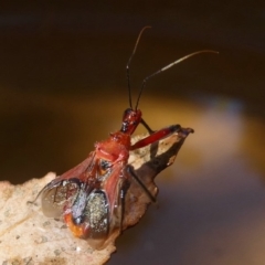 Gminatus australis at Flynn, ACT - 30 Dec 2017 12:00 AM