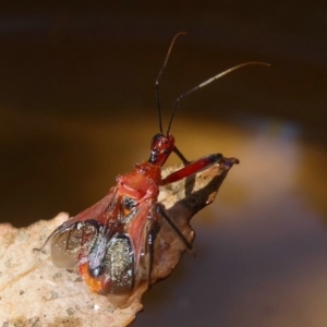 Gminatus australis at Flynn, ACT - 30 Dec 2017 12:00 AM