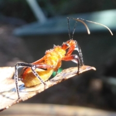 Gminatus australis at Flynn, ACT - 30 Dec 2017