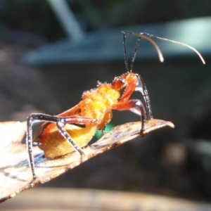 Gminatus australis at Flynn, ACT - 30 Dec 2017 12:00 AM