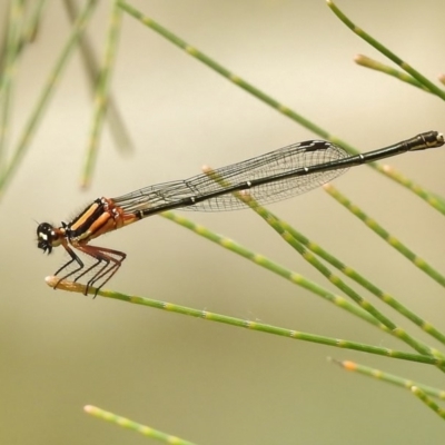 Nososticta solida (Orange Threadtail) at Greenway, ACT - 28 Dec 2017 by JohnBundock