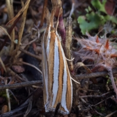 Hednota bivittella (Webworm) at Googong, NSW - 30 Dec 2017 by Wandiyali