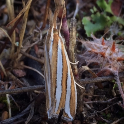 Hednota bivittella (Webworm) at Googong, NSW - 29 Dec 2017 by Wandiyali