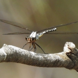 Diphlebia nymphoides at Greenway, ACT - 28 Dec 2017