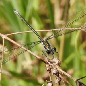 Austroargiolestes icteromelas at Greenway, ACT - 28 Dec 2017