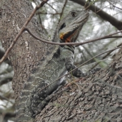 Intellagama lesueurii howittii (Gippsland Water Dragon) at Greenway, ACT - 27 Dec 2017 by JohnBundock