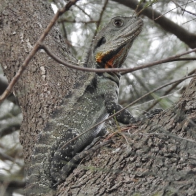 Intellagama lesueurii howittii (Gippsland Water Dragon) at Greenway, ACT - 27 Dec 2017 by JohnBundock