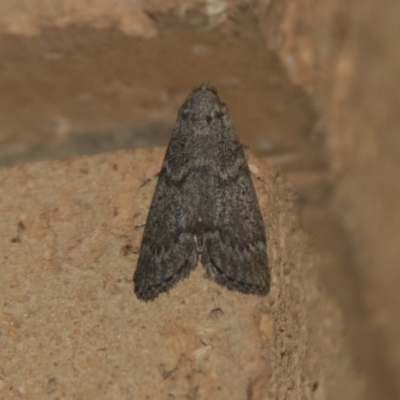 Heteromicta pachytera (Galleriinae subfamily moth) at Higgins, ACT - 31 Dec 2017 by Alison Milton