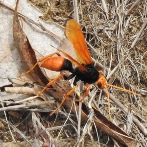 Cryptocheilus bicolor at Greenway, ACT - 28 Dec 2017 11:04 AM