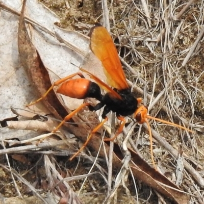 Cryptocheilus bicolor (Orange Spider Wasp) at Greenway, ACT - 28 Dec 2017 by JohnBundock