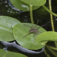 Pisauridae (family) (Water spider) at Higgins, ACT - 29 Dec 2017 by AlisonMilton