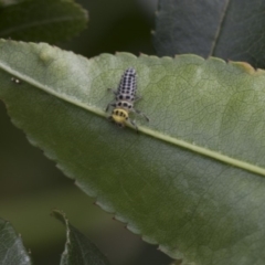 Illeis galbula (Fungus-eating Ladybird) at Higgins, ACT - 29 Dec 2017 by AlisonMilton