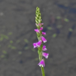 Spiranthes australis at Paddys River, ACT - suppressed