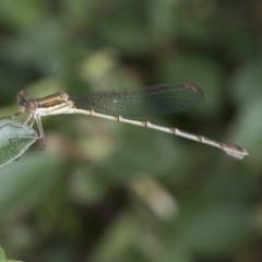 Austrolestes analis (Slender Ringtail) at Higgins, ACT - 29 Dec 2017 by AlisonMilton