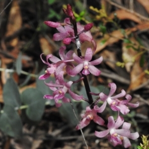 Dipodium roseum at Paddys River, ACT - suppressed