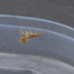 Chrysopidae (family) at Higgins, ACT - 29 Dec 2017